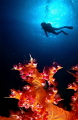   Soft Coral Diver.Double exposure Diver. Diver  